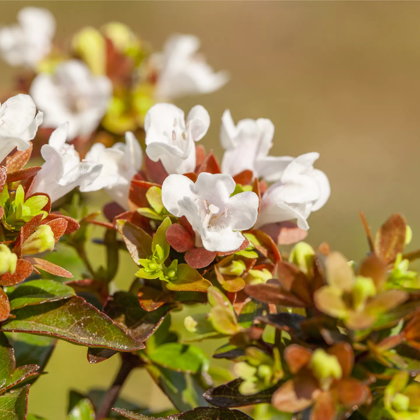 Abelia grandiflora 'Prostrata'