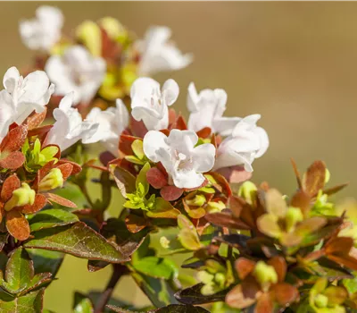 Abelie 'Prostrata' Abelie 'Prostrata'