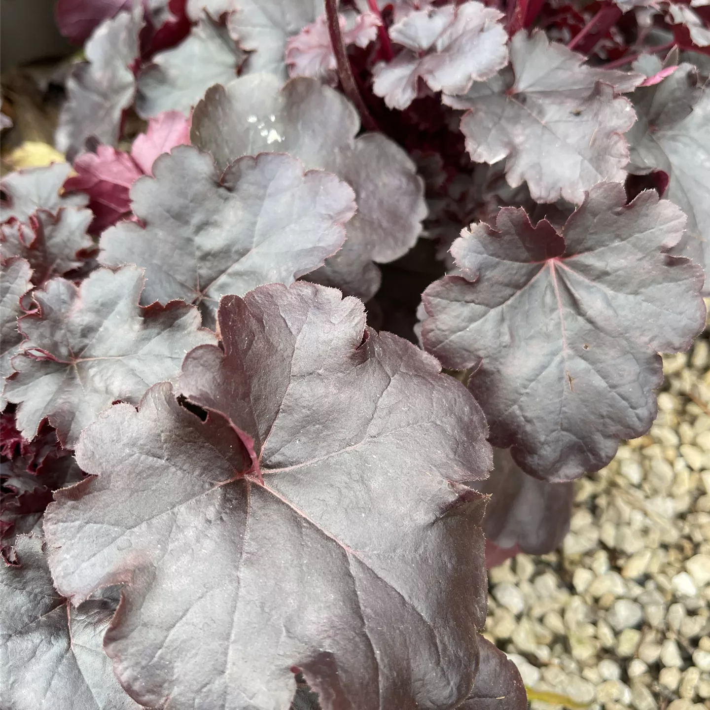 Heuchera micrantha 'Obsidian' -R-