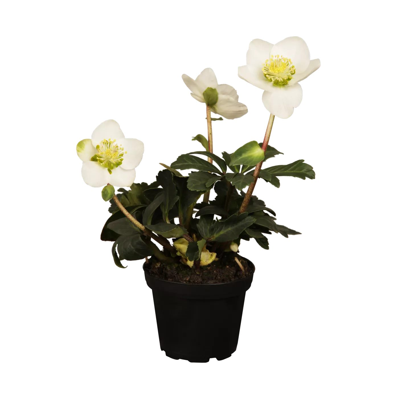 Helleborus Gold Collection 'Diva XXL'