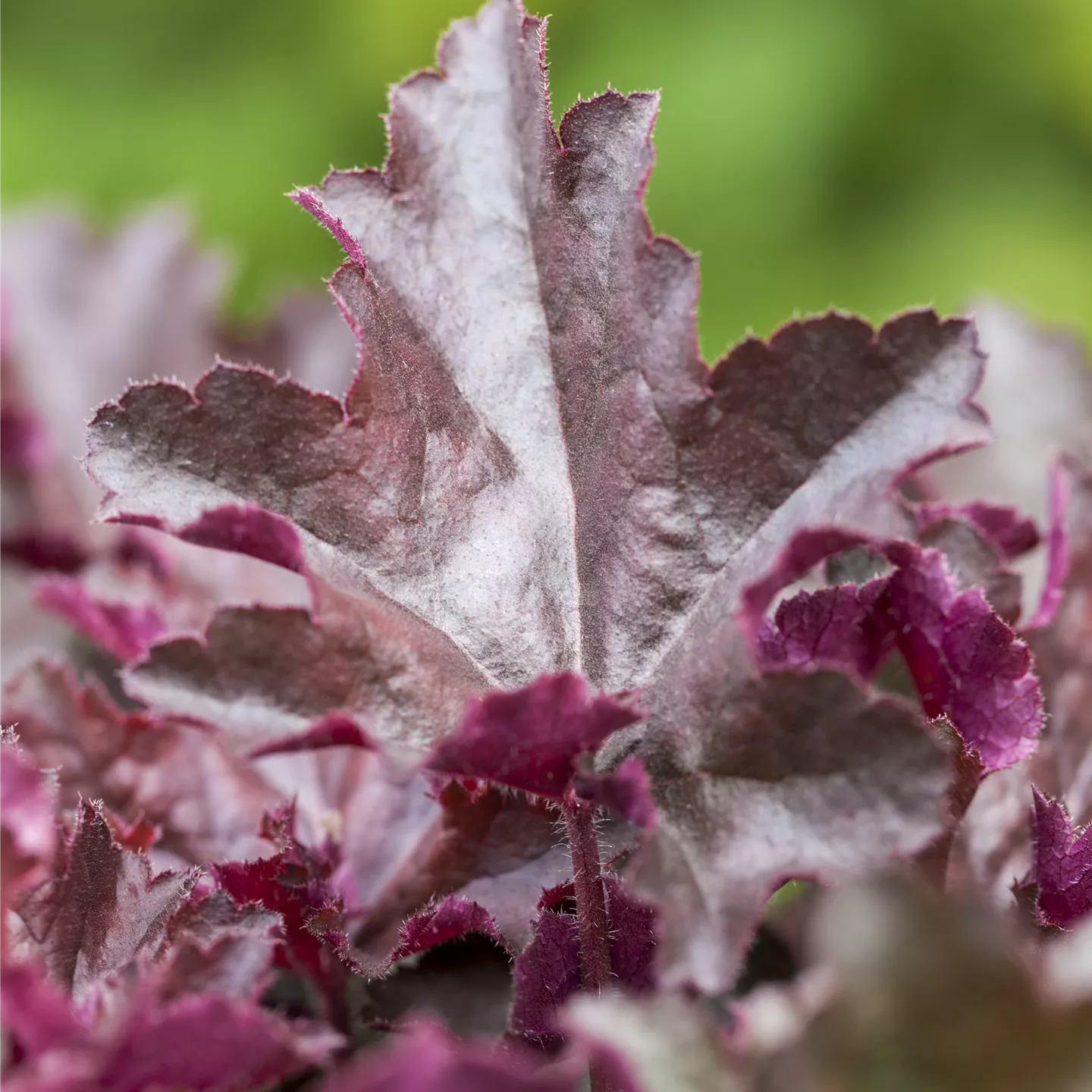 Heuchera x cult.'Chocolate Ruffles' -R-