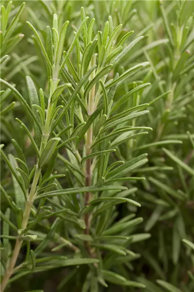 Rosmarinus officinalis Rosmarin