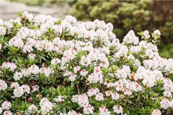 Rhododendron micranthum 'Bloombux'® Bloombux ®