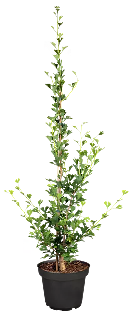 Ginkgo biloba 'Little Emperor' -R-, Fcherblattbaum 'Little Emperor' im  Pflanzenshop