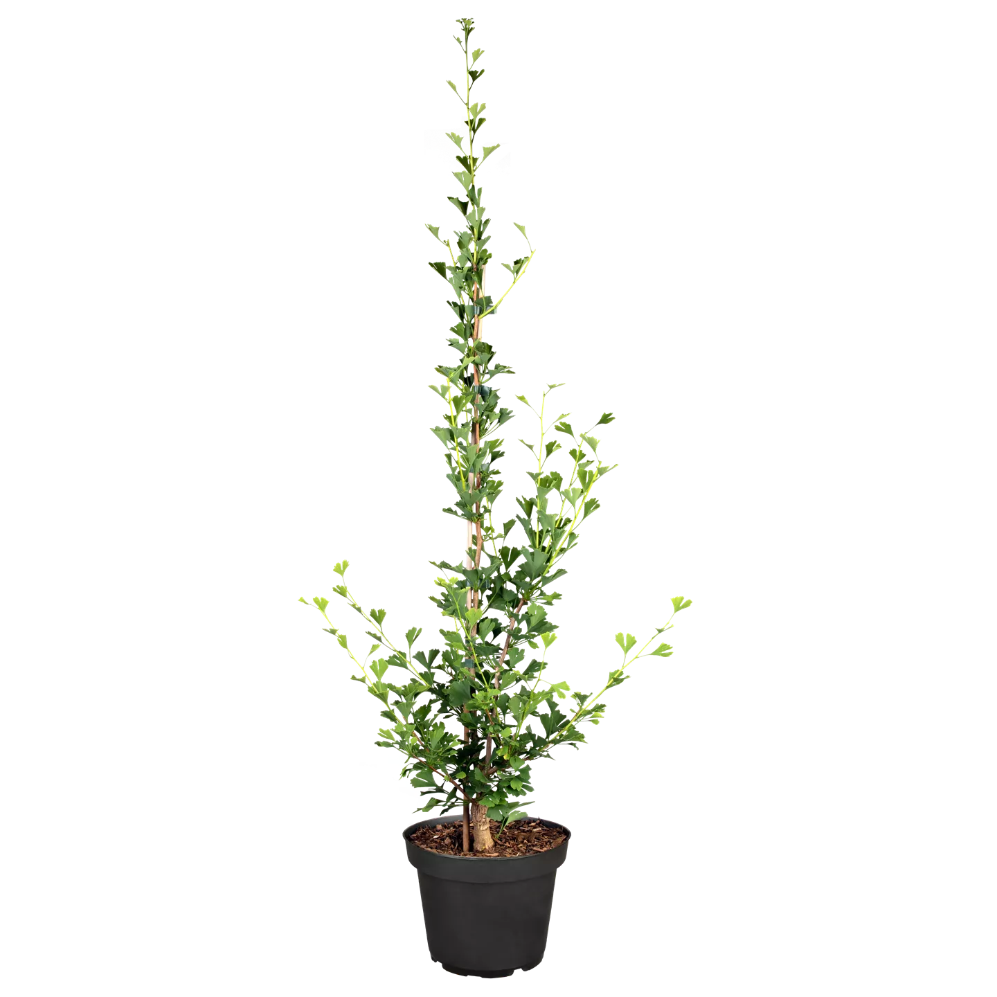 Ginkgo biloba 'Little Emperor' -R-