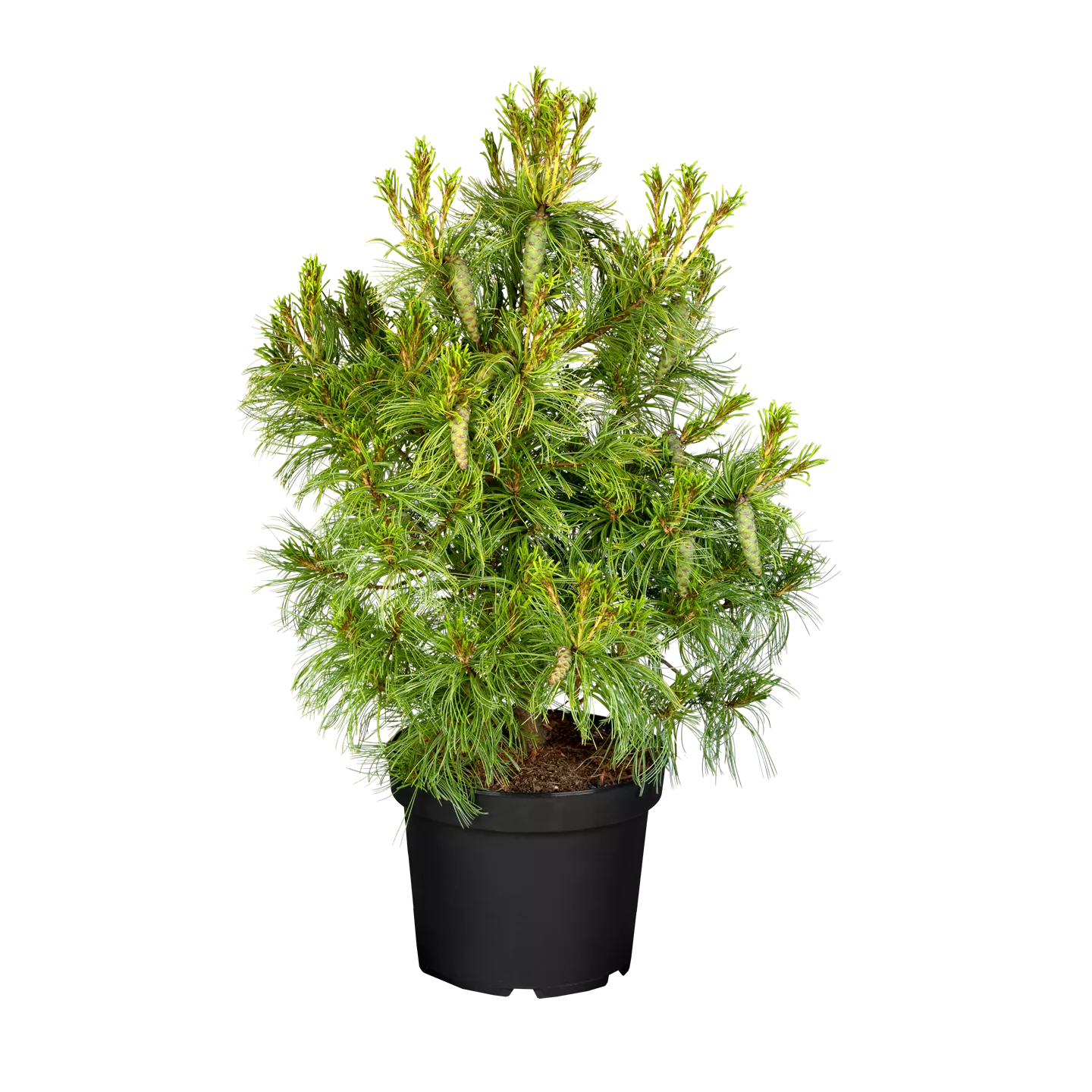 Pinus strobus 'Tiny Curls'