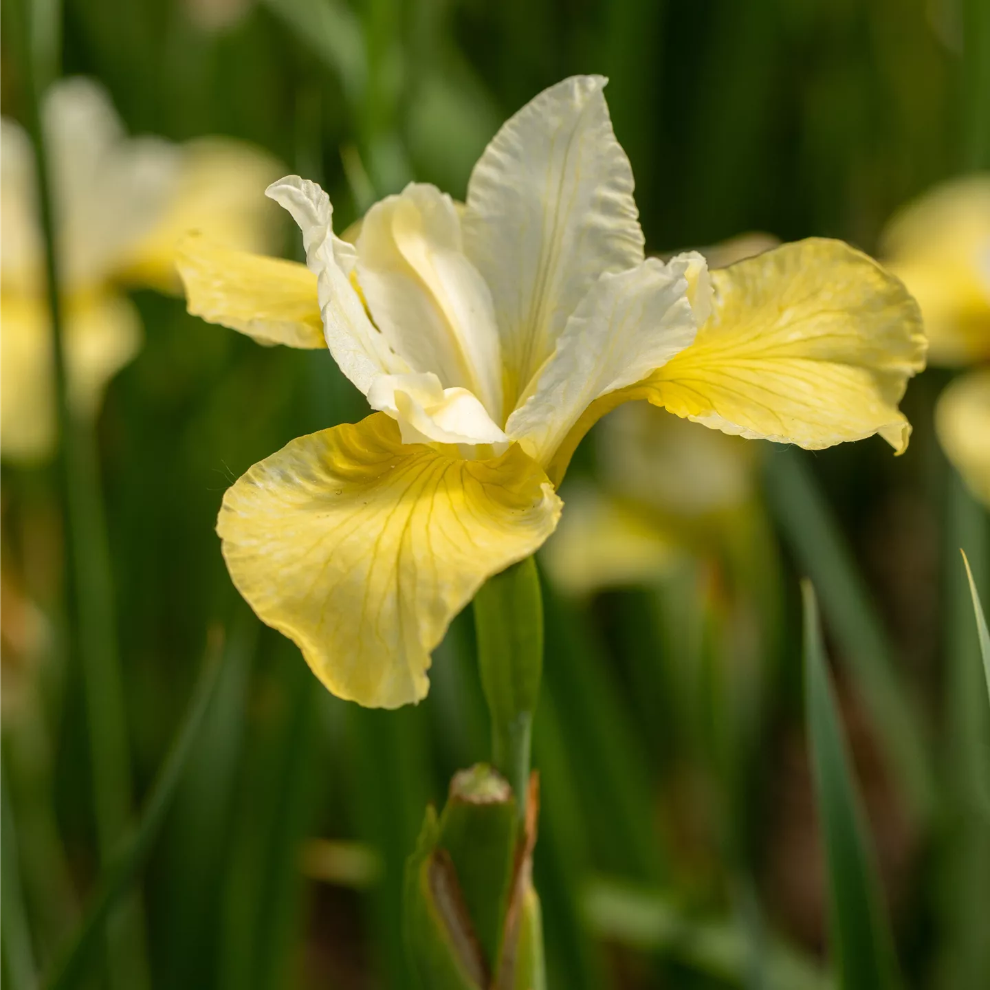 Iris sibirica 'Butter and Sugar'