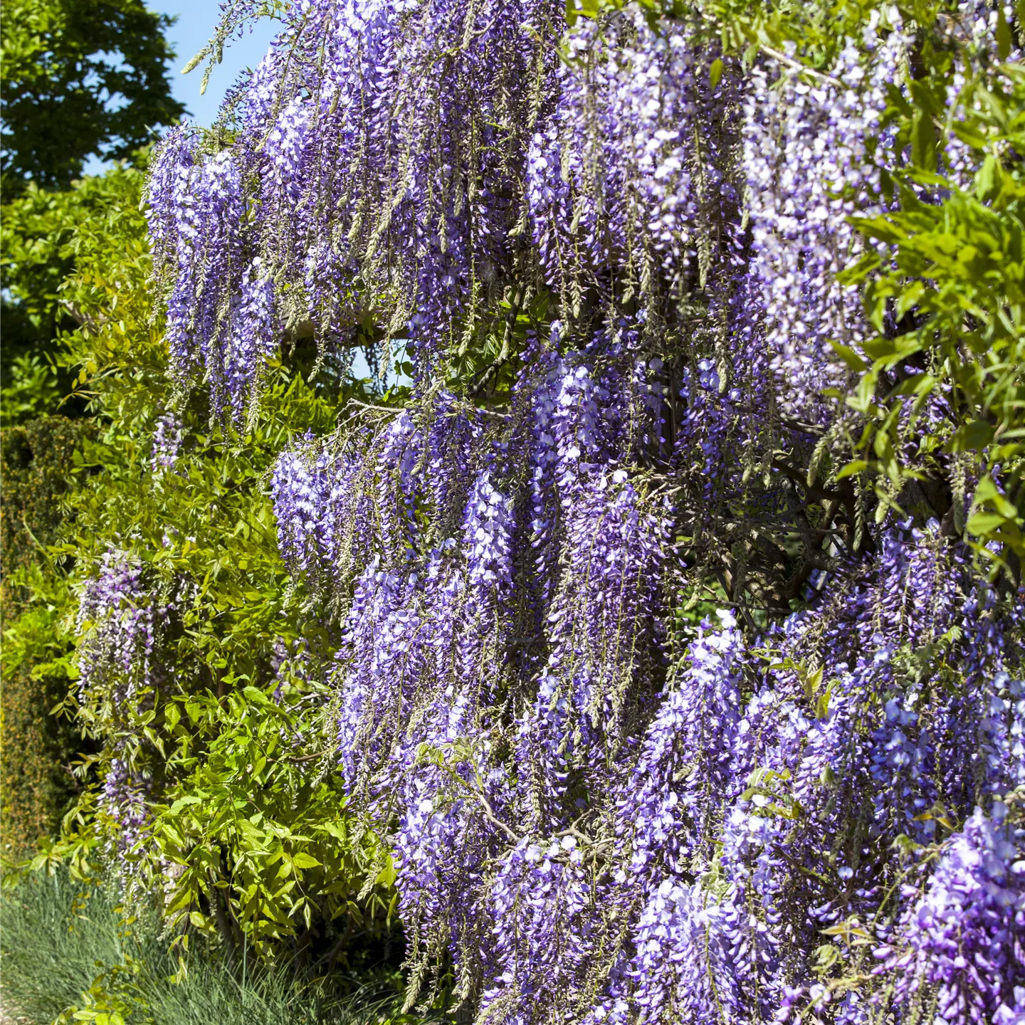 Wisteria floribunda