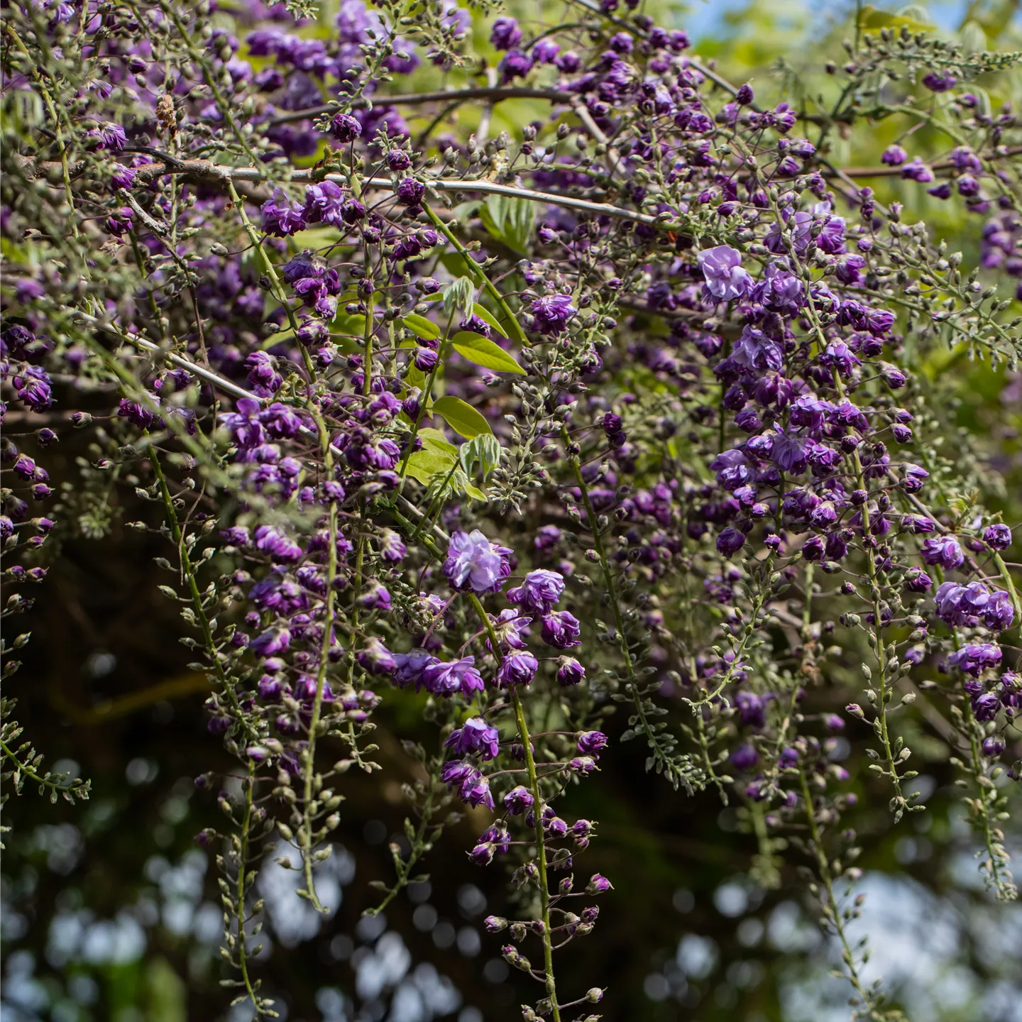Wisteria floribunda 'Black Dragon'