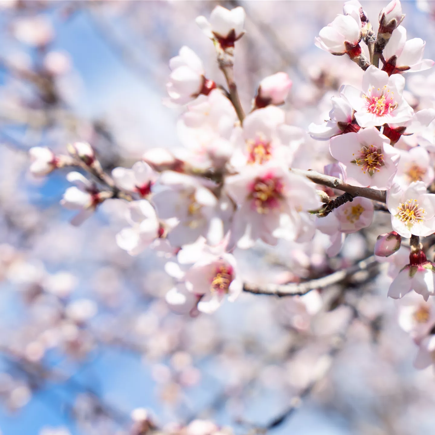 Prunus amy.'Mandelkönigin' CAC
