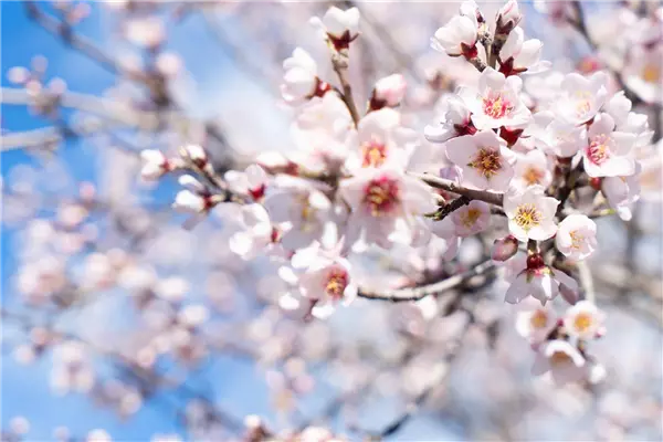 Prunus amy.'Mandelkönigin'       CAC Mandel 'Mandelkönigin'