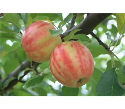 Apfel 'Karneval' -S-