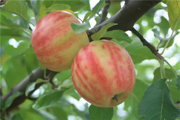 Malus 'Karneval'  -S-                  CAC Apfel 'Karneval'  -S-