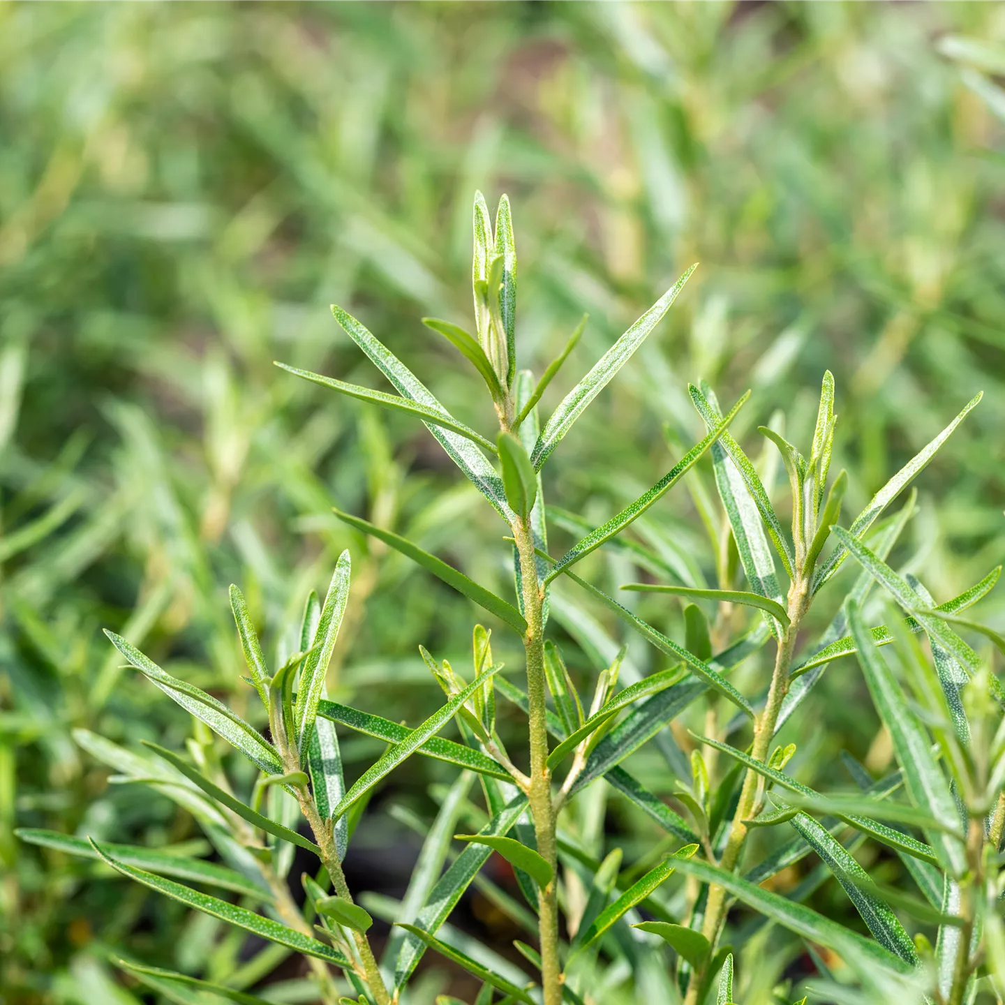 Hippophae rhamnoides 'Friesdorfer Orange'