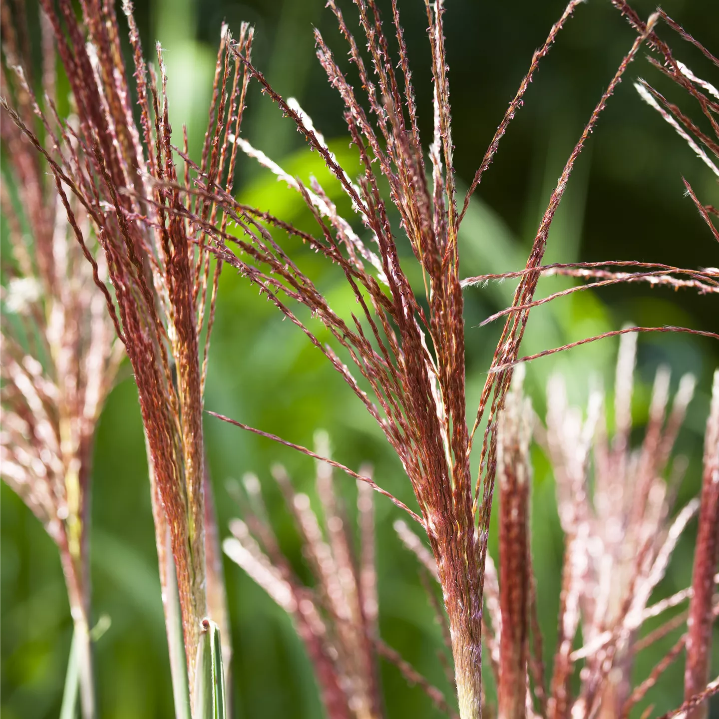 Miscanthus sinensis 'Little Miss'
