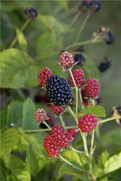 Rubus BrazelBerries 'Baby Cakes' -R- Brombeere Baby Cakes
