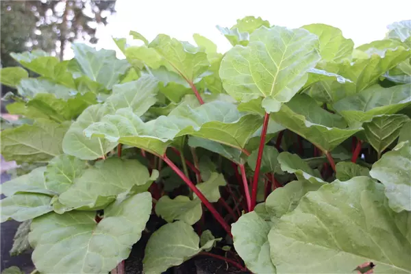 Rheum rhab.'Fulton's Strawberry Surprise' Erdbeer-Rhabarber