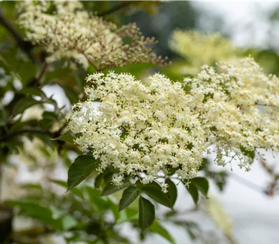 Holunder, Fliederbeeren