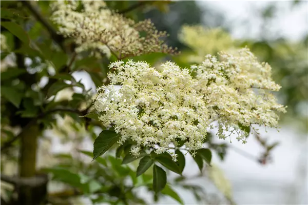 Sambucus nigra 'Haschberg' Holunder, Fliederbeeren