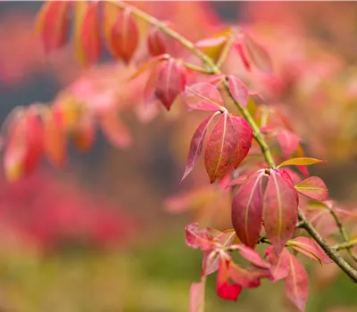 Kriechspindel 'Coloratus'