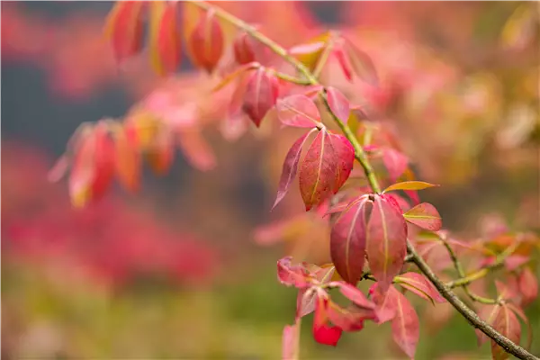 Euonymus fortunei 'Coloratus' Purpur-Kriechspindel