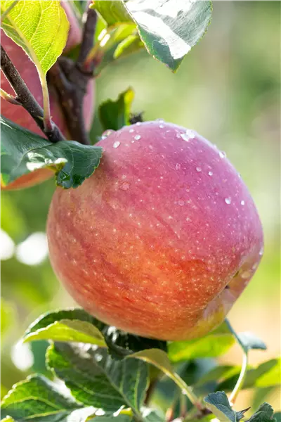 Malus 'Regine'                         CAC Apfel 'Regine'  -R-