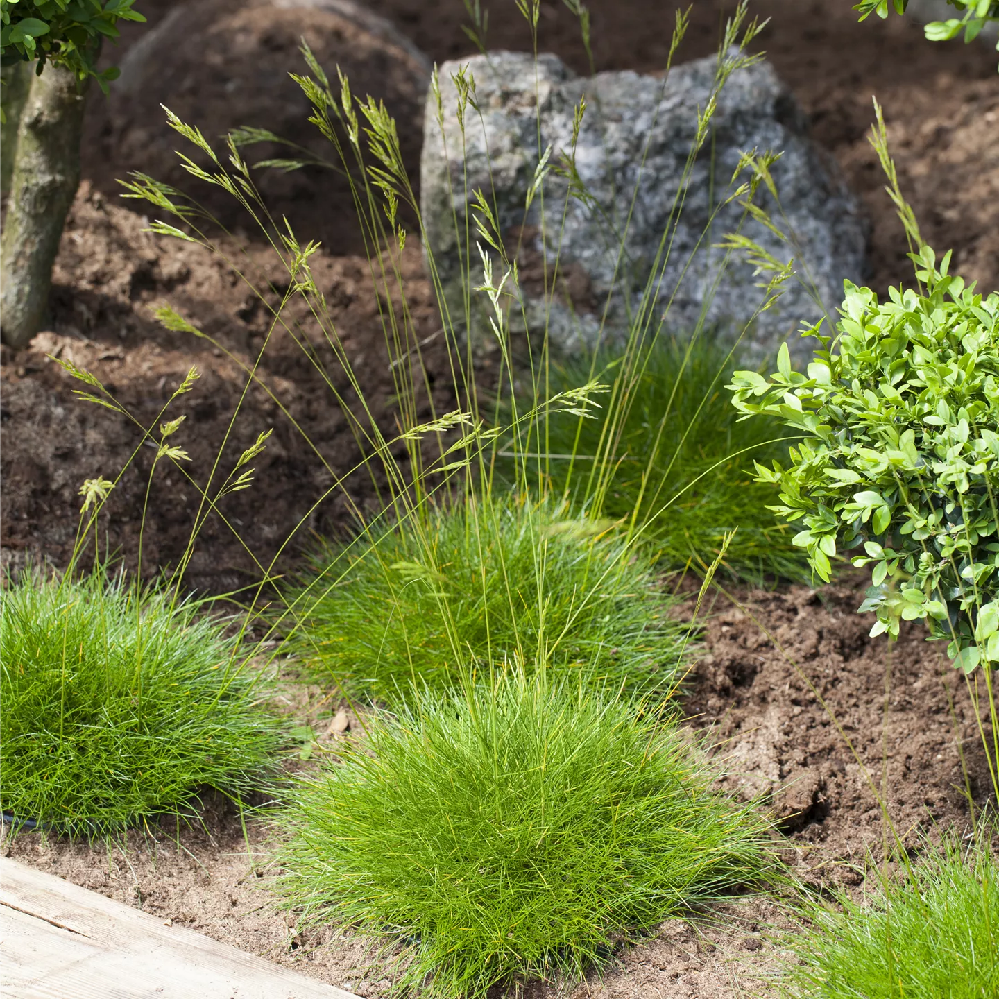 Festuca gautieri 'Pic Carlit'