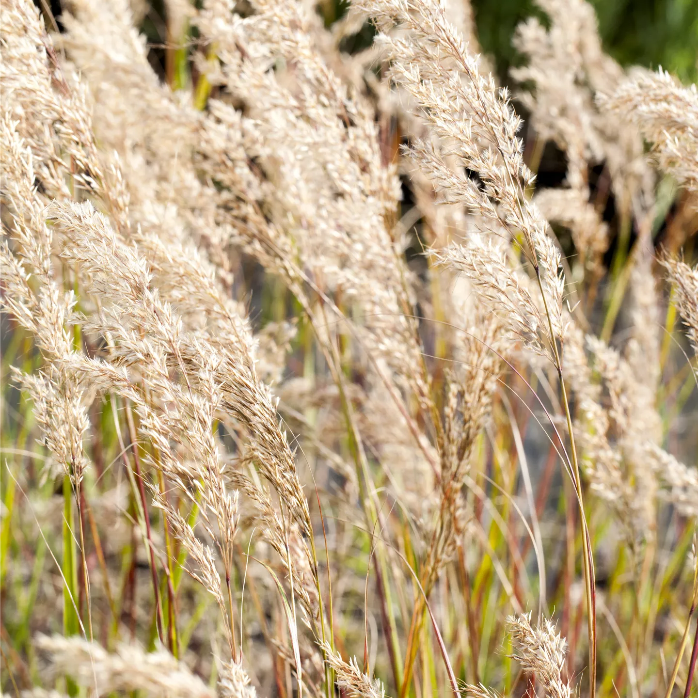 Achnatherum calamagrostis