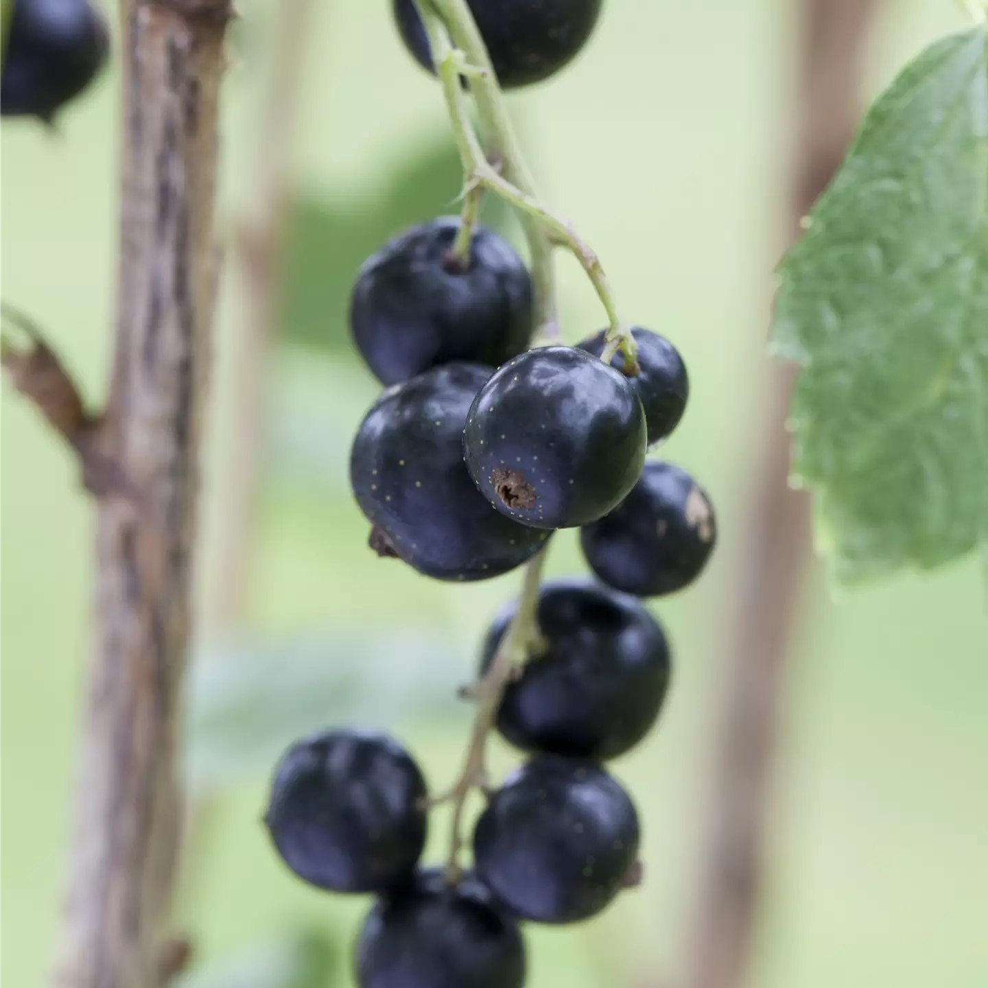 Ribes nigrum 'Andega' CAC