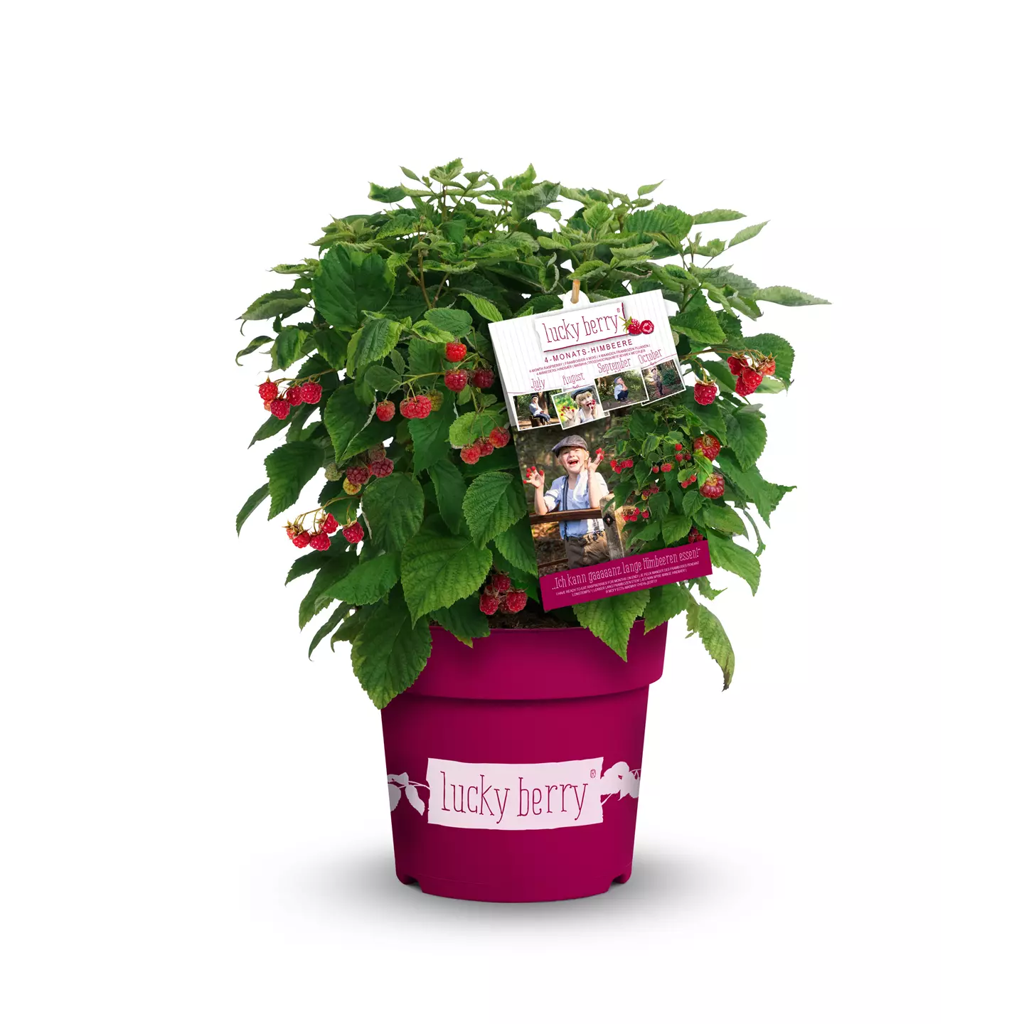 Rubus idaeus 'Lucky Berry' -R- CAC