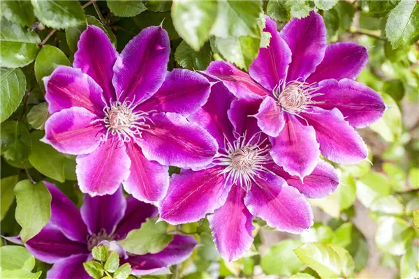 Clematis 'Dr. Ruppel' Waldrebe