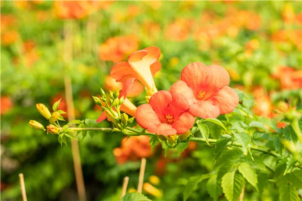 Campsis grandiflora
