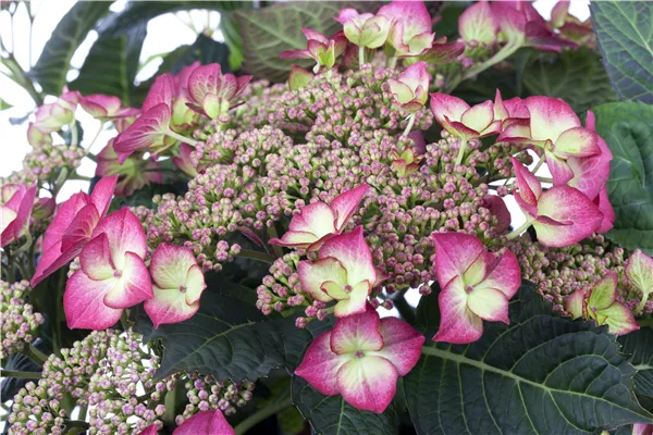 •Hydrangea macrophylla Dutch Ladies 'Sheila'