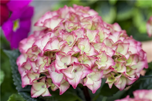 Hydrangea macrophylla, zweifarbig