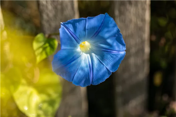 Ipomoea tricolor, blau