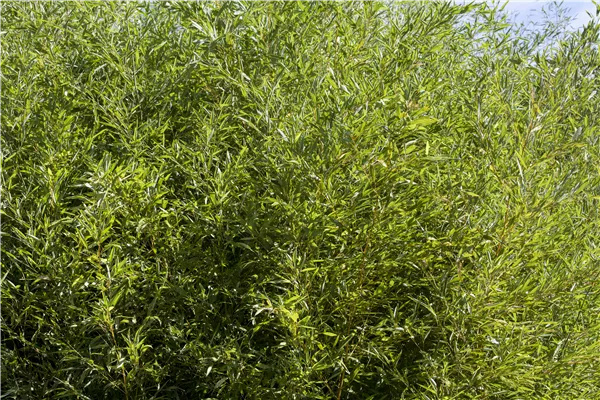 Fargesia murielae