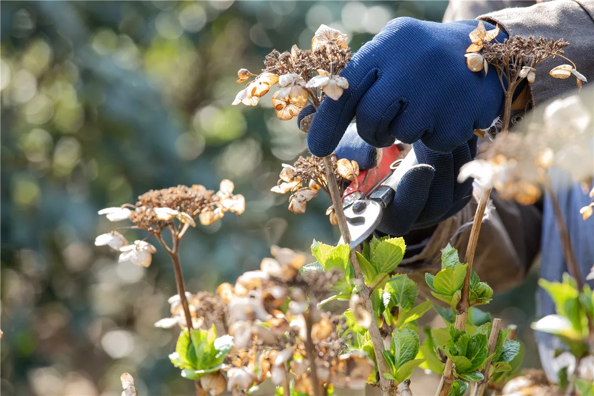 Frühjahrsputz im Garten – Das steht jetzt an - Gartenwelt Kremer