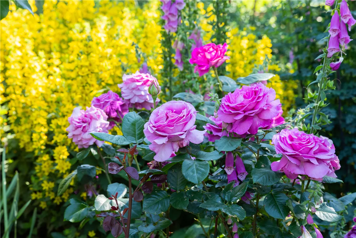 Rosen zurückschneiden und die Pflanzen damit gesund halten - Gartenwelt Kremer