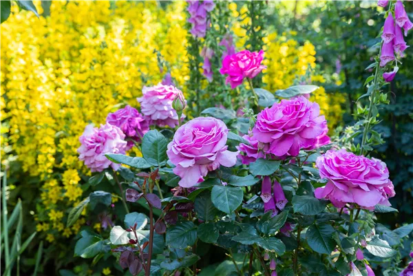 Rosen zurückschneiden und die Pflanzen damit gesund halten