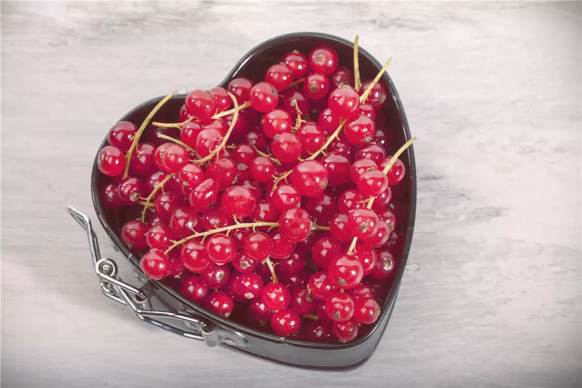 Johannisbeeren – Leckere Snacks für große und kleine Naschkatzen - Gartenwelt Kremer