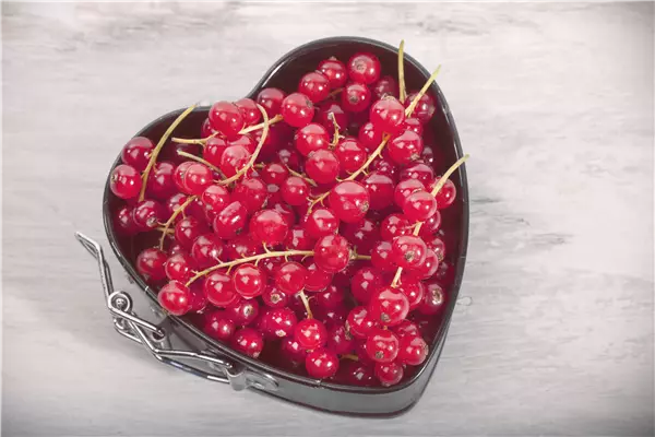 Johannisbeeren – Leckere Snacks für große und kleine Naschkatzen