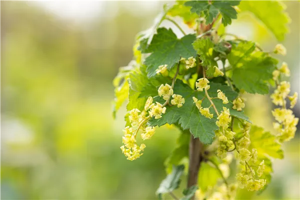 Ribes rubrum