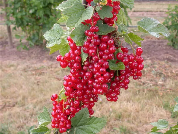Ribes rubrum