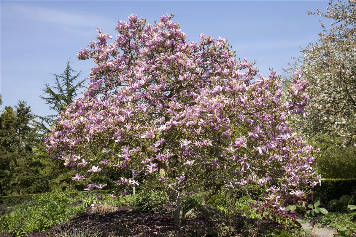 Magnolien als frühblühendes Highlight im Garten - Gartenwelt Kremer