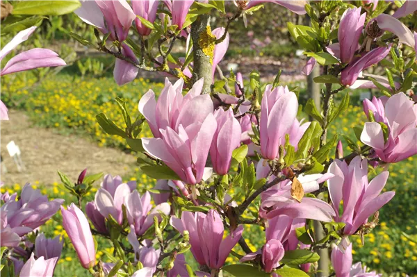 Magnolia x brooklynensis
