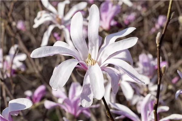 Magnolia liliiflora 'Susan'