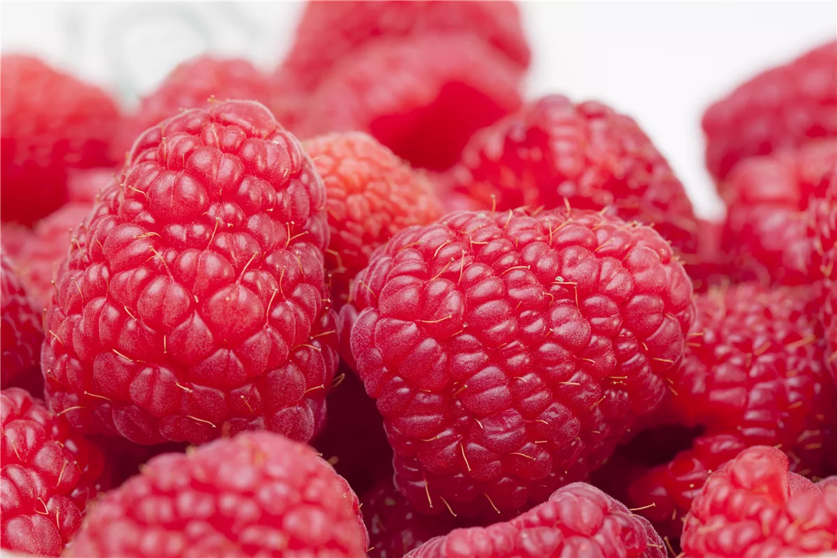 Tipps zum Pflanzen und Pflegen von Himbeeren - Gartenwelt Kremer