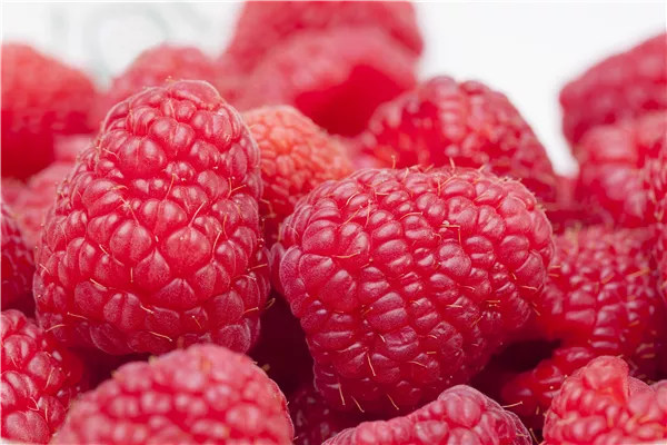 Tipps zum Pflanzen und Pflegen von Himbeeren