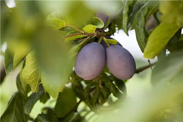 Prunus domestica subsp. domestica