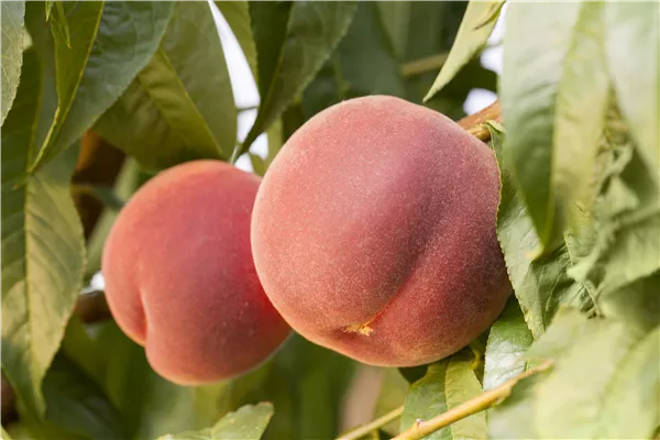 Prunus persica